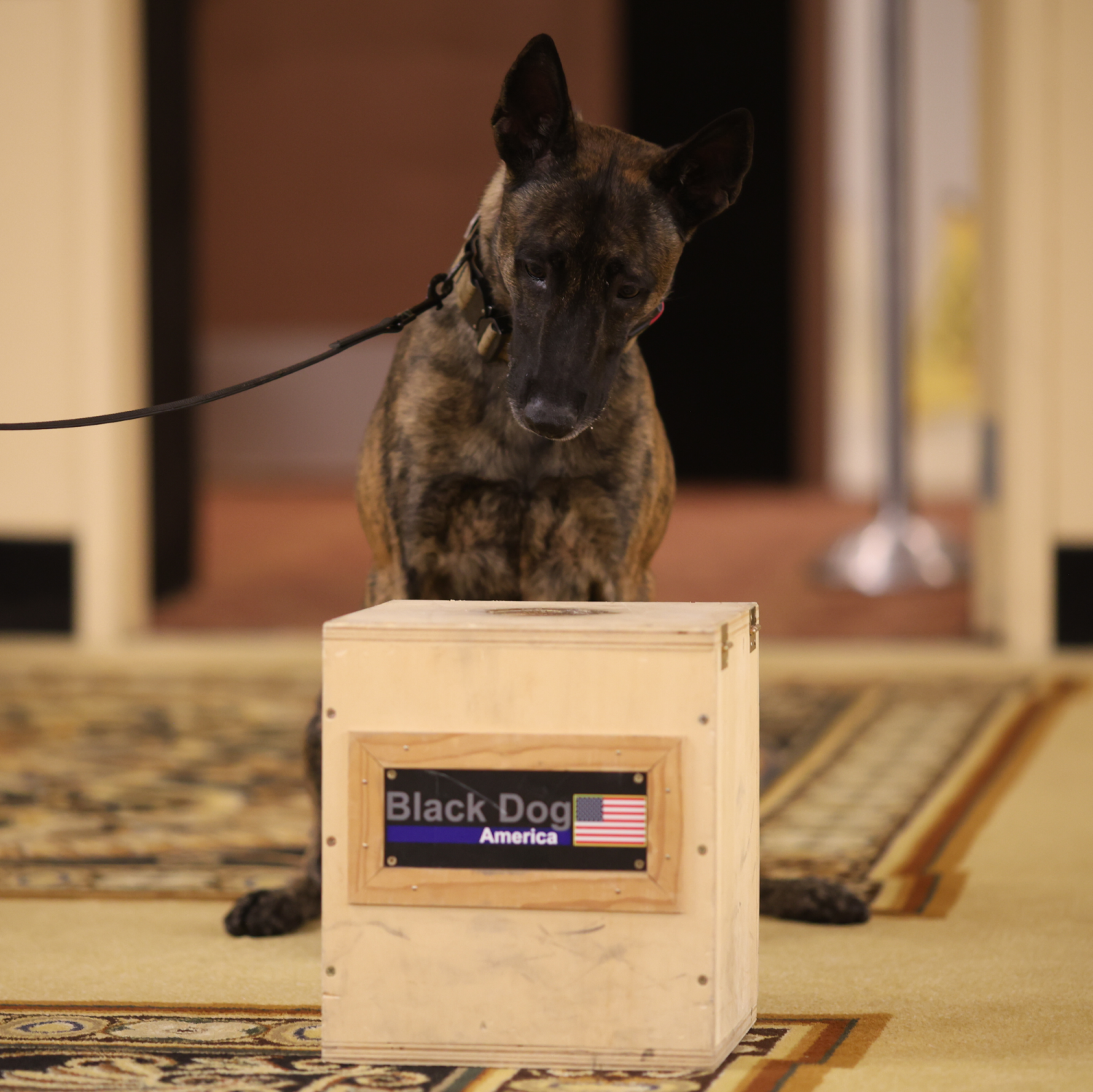 AI K9 Sniffing Box